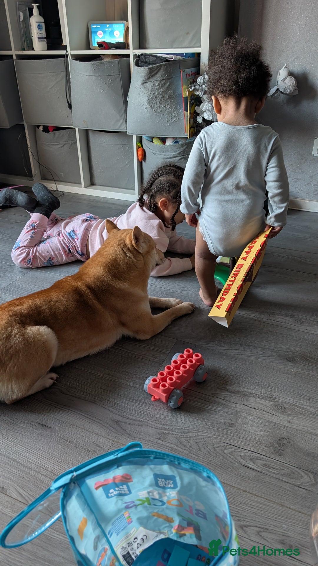 Japanese Shiba Inu dogs for sale: Female shiba inu - Image 5