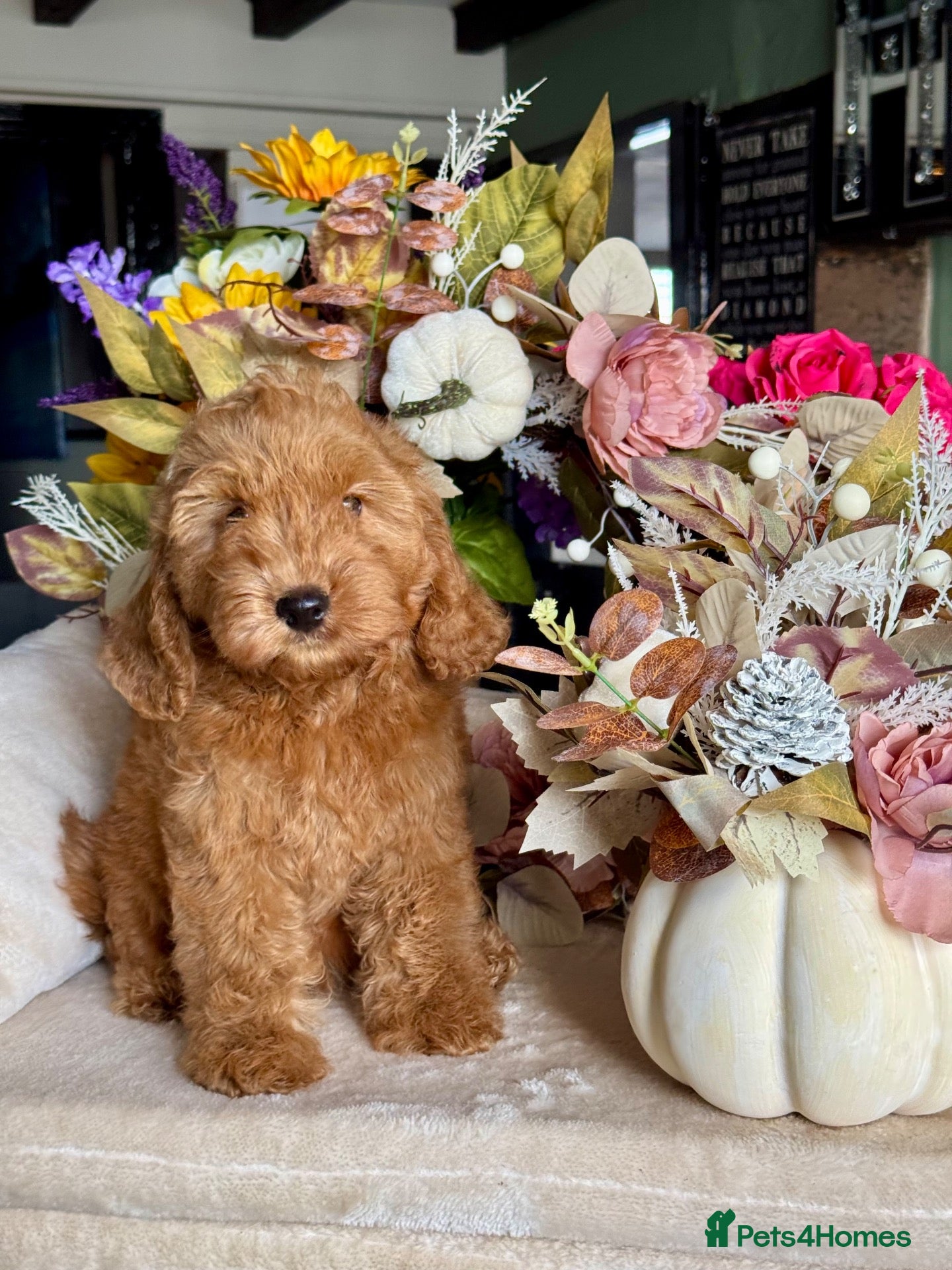 Cockapoo dogs 1 boy red dna tested clear f1 Cockerpoo puppies  - Advert 1