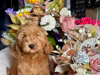 Cockapoo dogs 1 boy red dna tested clear f1 Cockerpoo puppies - Advert 1