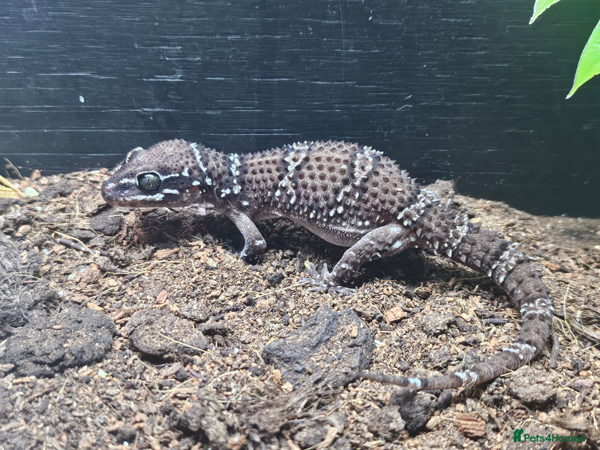 Gecko reptiles Termite hill geckos - Advert 7