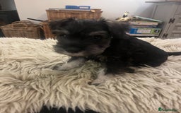 Miniature Schnauzer dogs for sale: KC reg Beautiful miniature Schnauzer puppies  - Image 10