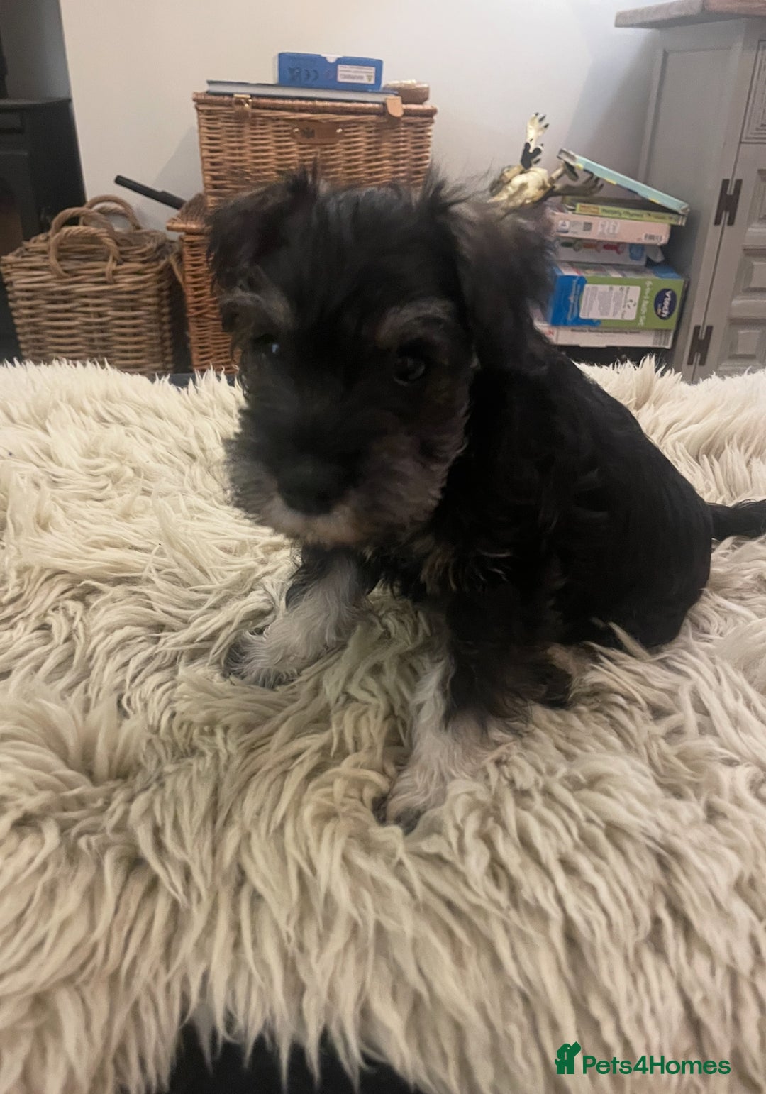 Miniature Schnauzer dogs for sale: KC reg Beautiful miniature Schnauzer puppies  - Image 10