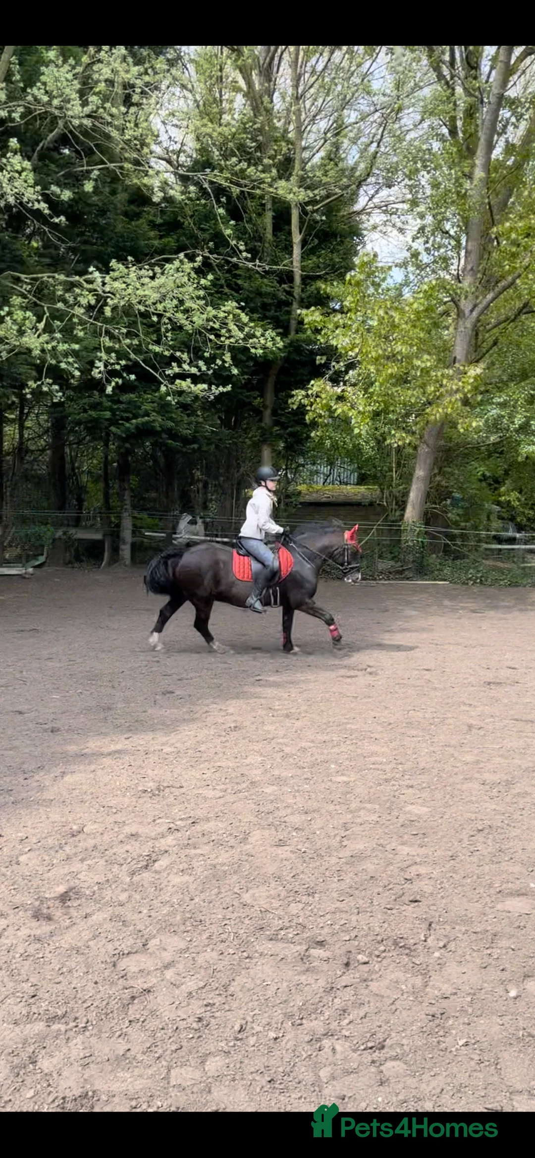 Welsh Section C horses for sale: ❤️ Romeo ❤️ - Advert 4