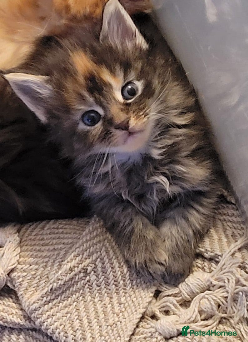 Maine Coon cats 4 Affectionate Maine Coon Kittens For Sale  - Advert 8