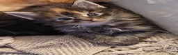 Maine Coon cats for sale: 4 Beautiful Full Maine Coon Kittens Ginger Girl - Advert 16