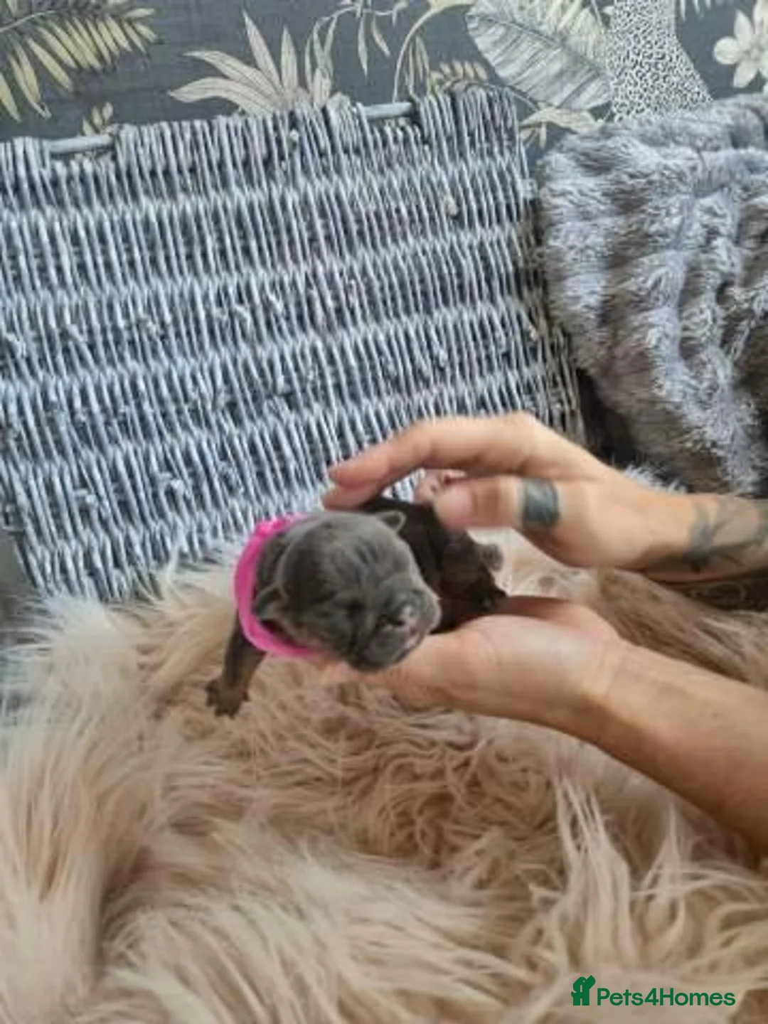 English Bulldog dogs for sale:  English Bulldog Puppies – 2 Boys & 2 Girls - Advert 12
