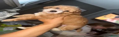 Cockapoo 1