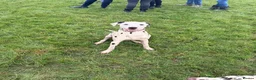 Dalmatian dogs for sale: Beautiful dalmatian in Colchester - Advert 6