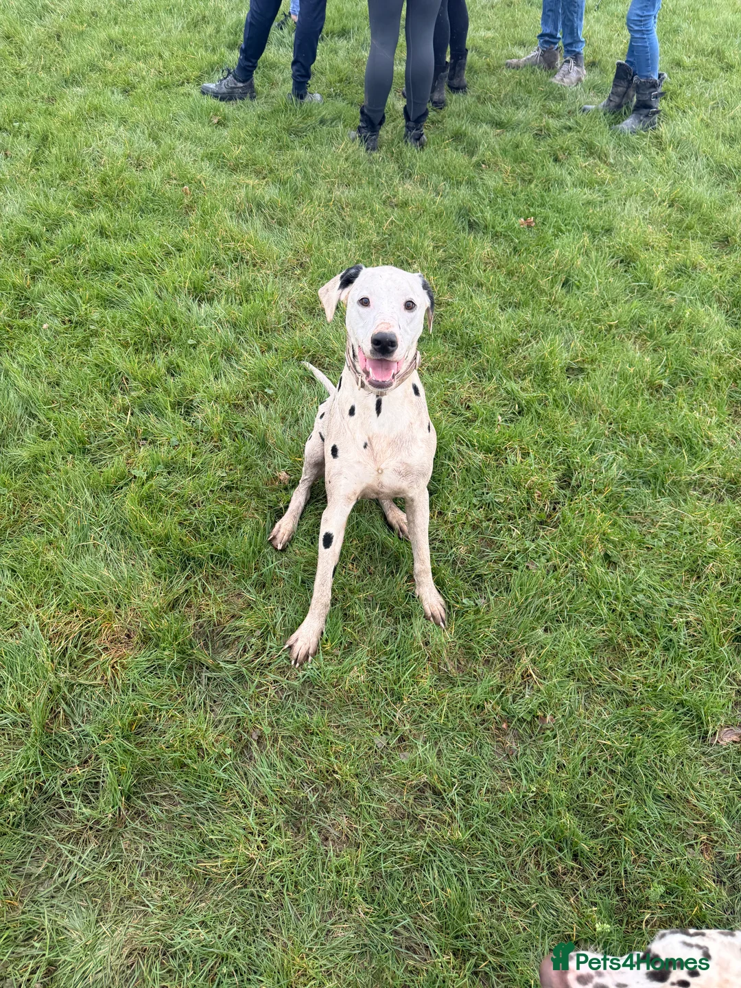 Dalmatian dogs for sale: Beautiful dalmatian in Colchester - Advert 6