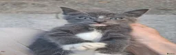 Mixed Breed cats for sale: Fluffy kittens  - Advert 2