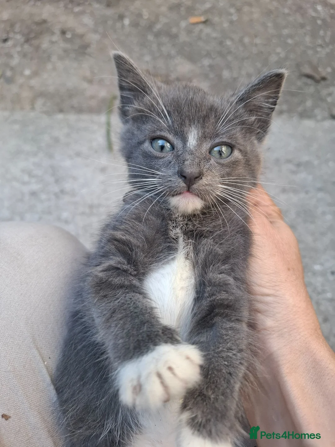 Mixed Breed cats for sale: Fluffy kittens  - Advert 2