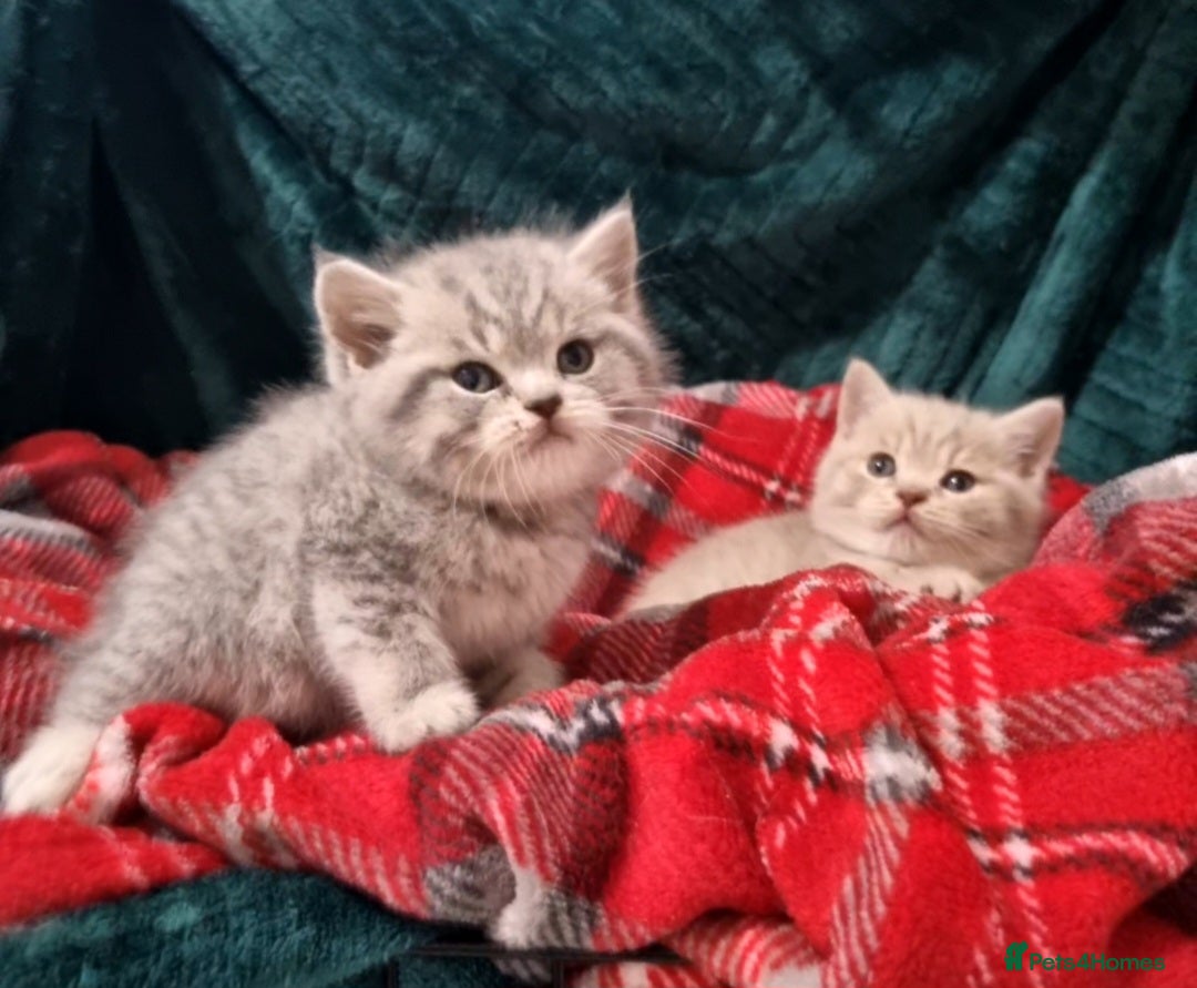 British Shorthair cats for sale: Blue & stripy, boys & girls ava British shorthairs in Eastbourne - Image 31
