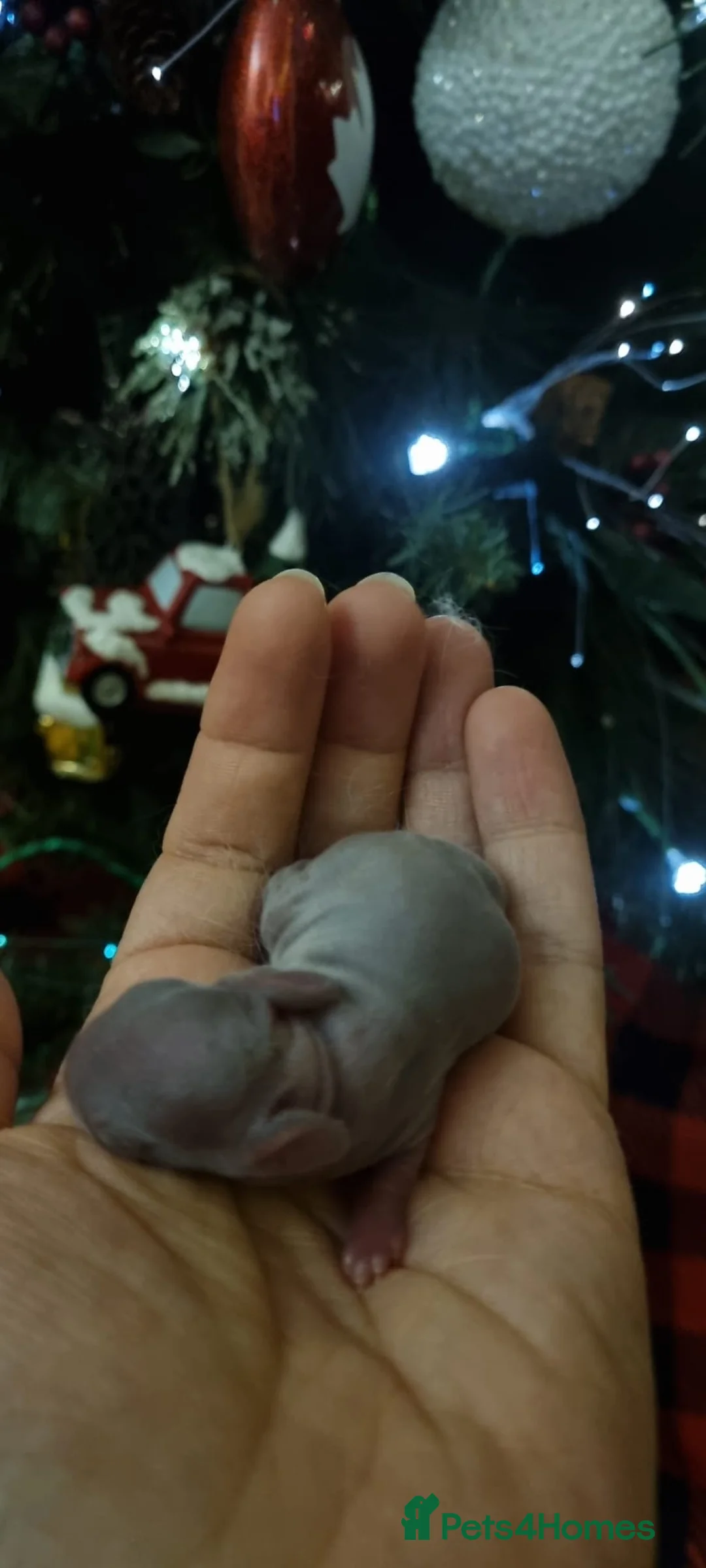 Netherland Dwarf rabbits for sale: Baby Pure Bred Netherland Dwarf - Agouti Female - Advert 4