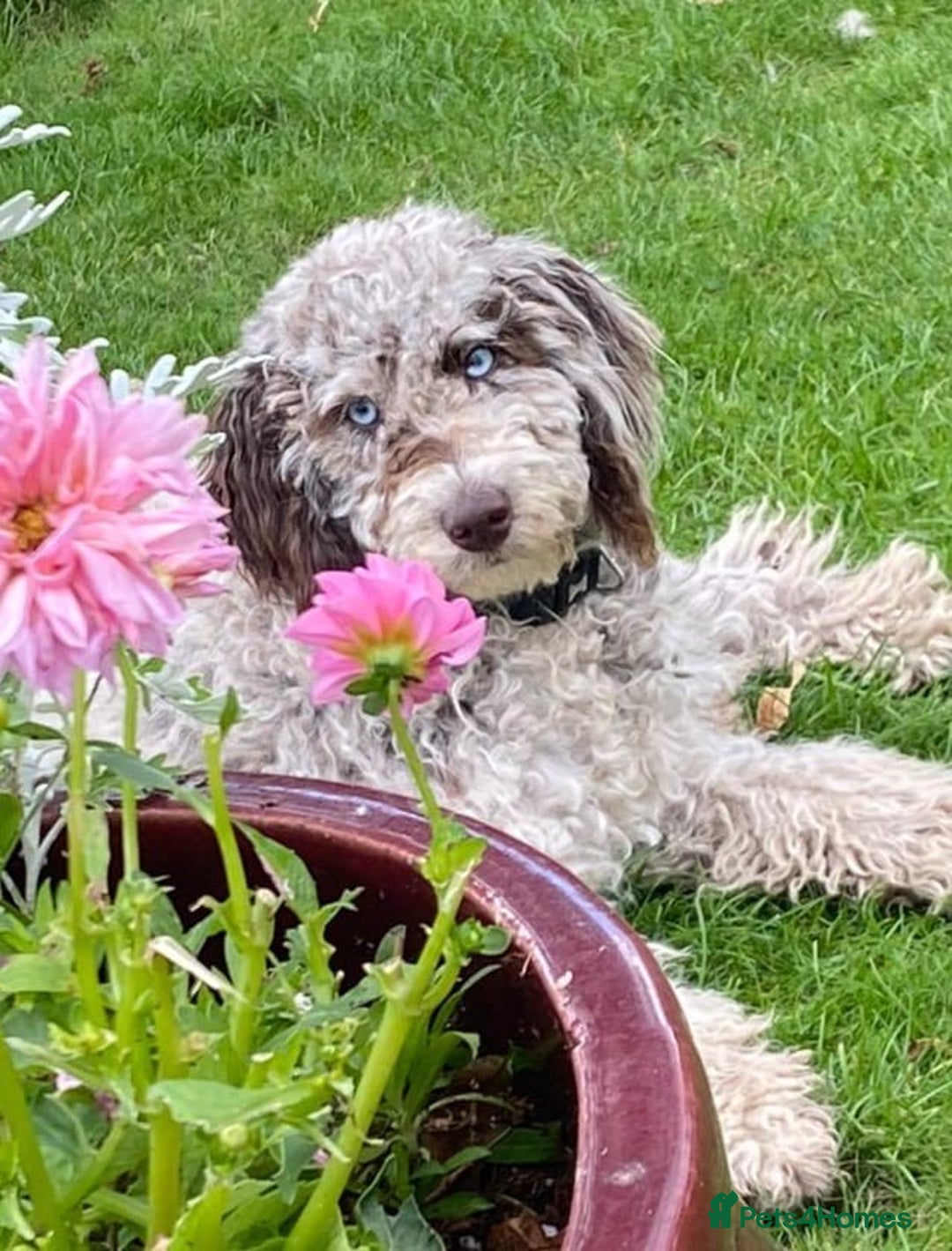 Mixed Breed dogs for sale: Loyal F1b Cockapoo - Advert 1