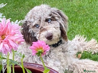 Mixed Breed dogs Loyal F1b Cockapoo - Advert 1