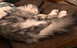 Maine Coon cats for sale: Hello! I’m Monty - Image 2