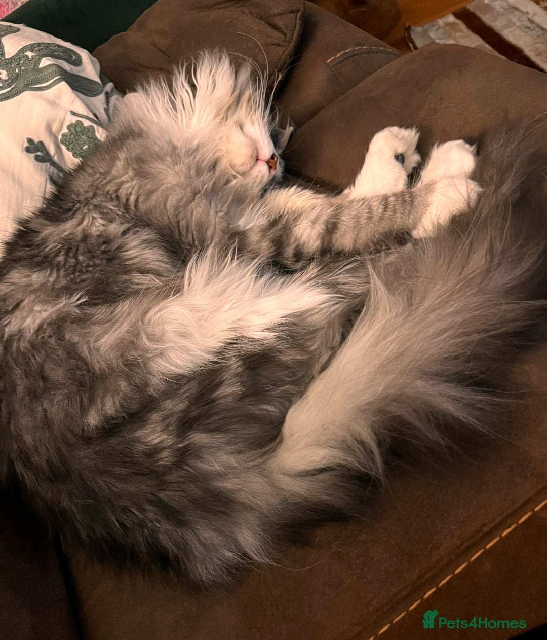 Maine Coon cats for sale: Hello! I’m Monty - Image 2
