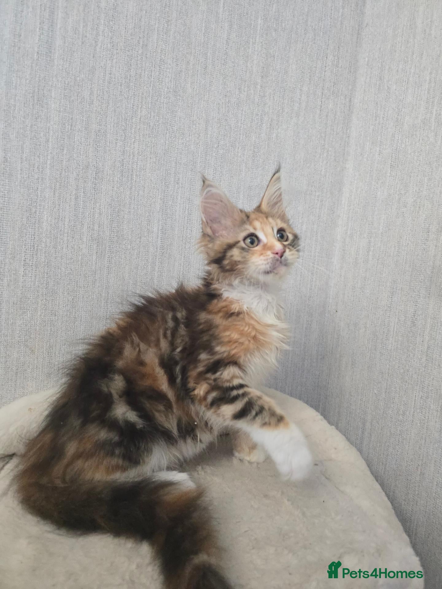 Maine Coon cats Calico Maine Coon Kitten READY NOW - Advert 1
