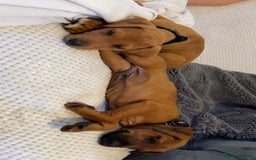 Mixed Breed dogs for sale: whippet mix - Image 16