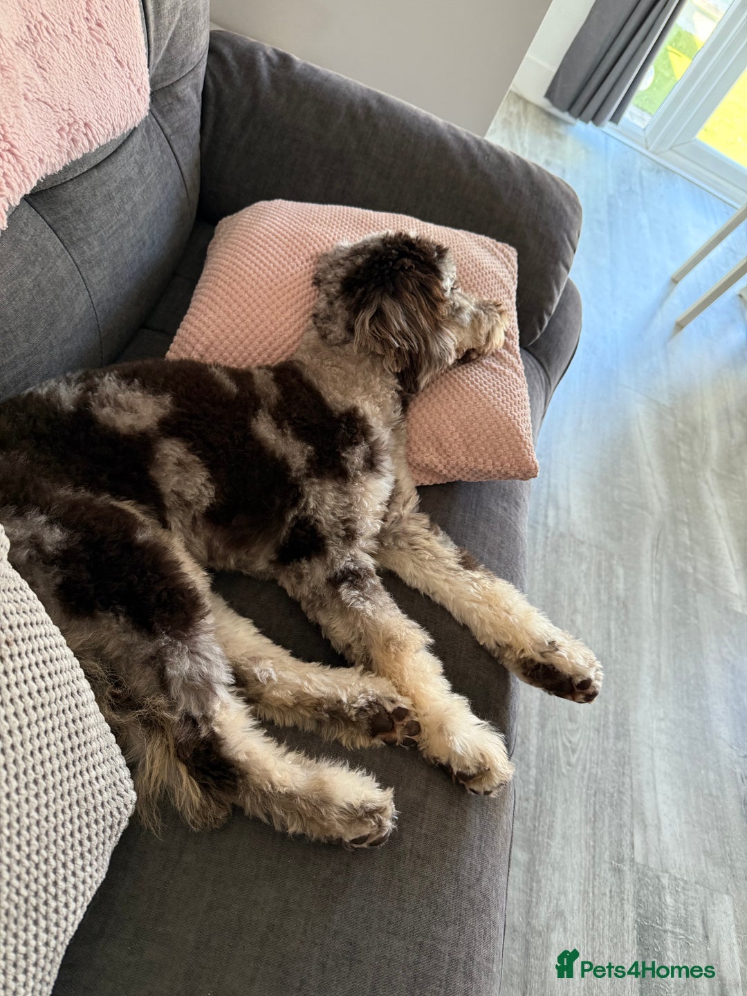 Cockapoo dogs for sale: Merle Cockapoo puppy - Image 3