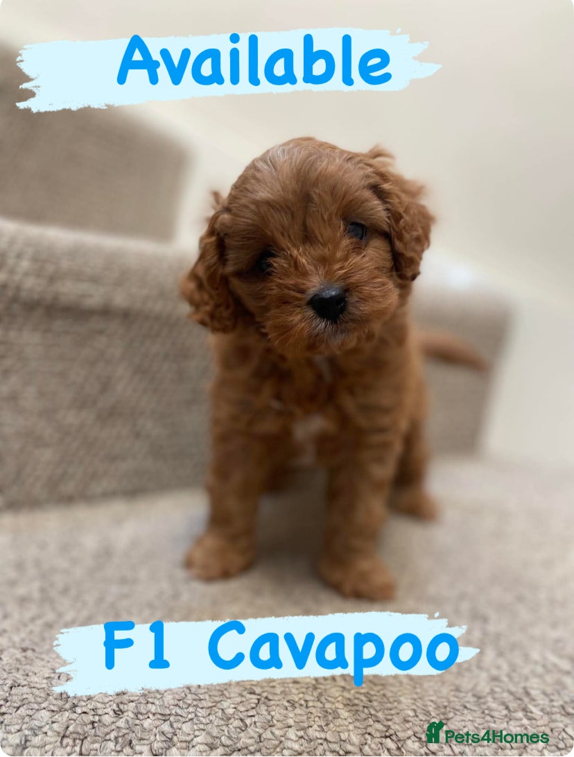 Cavapoo dogs F1 Toy Male Cavapoo # Health tested KC reg parents - Advert 17