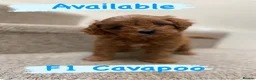 Cavapoo dogs for sale: F1 Male Cavapoo. From Health tested KC reg parents - Advert 9