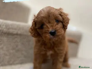 Cavapoo dogs F1 Toy Male Cavapoo # Health tested KC reg parents - Advert 17