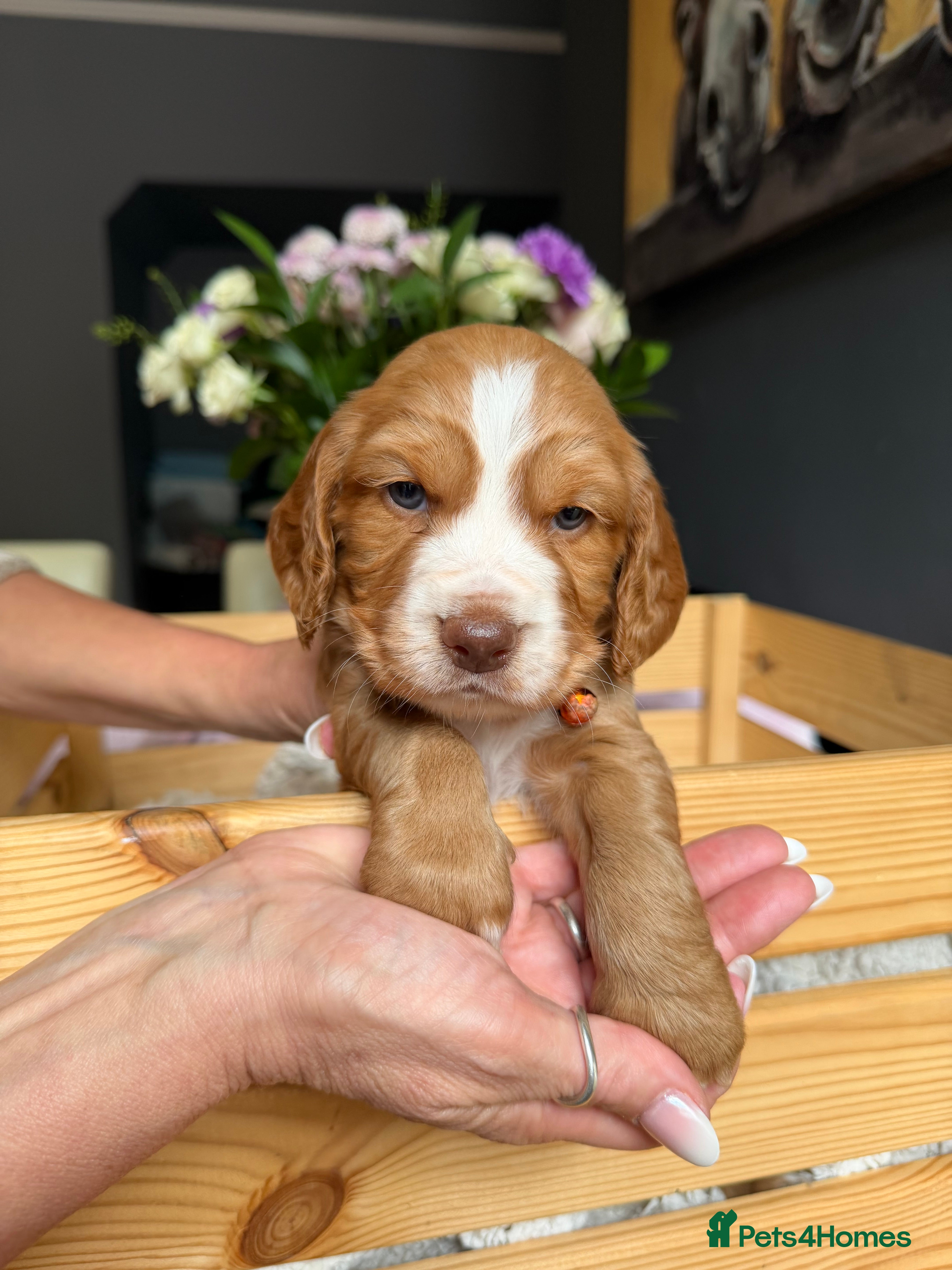 Cocker Spaniel dogs 🐶Cocker Spaniel puppies🐶 - Advert 2