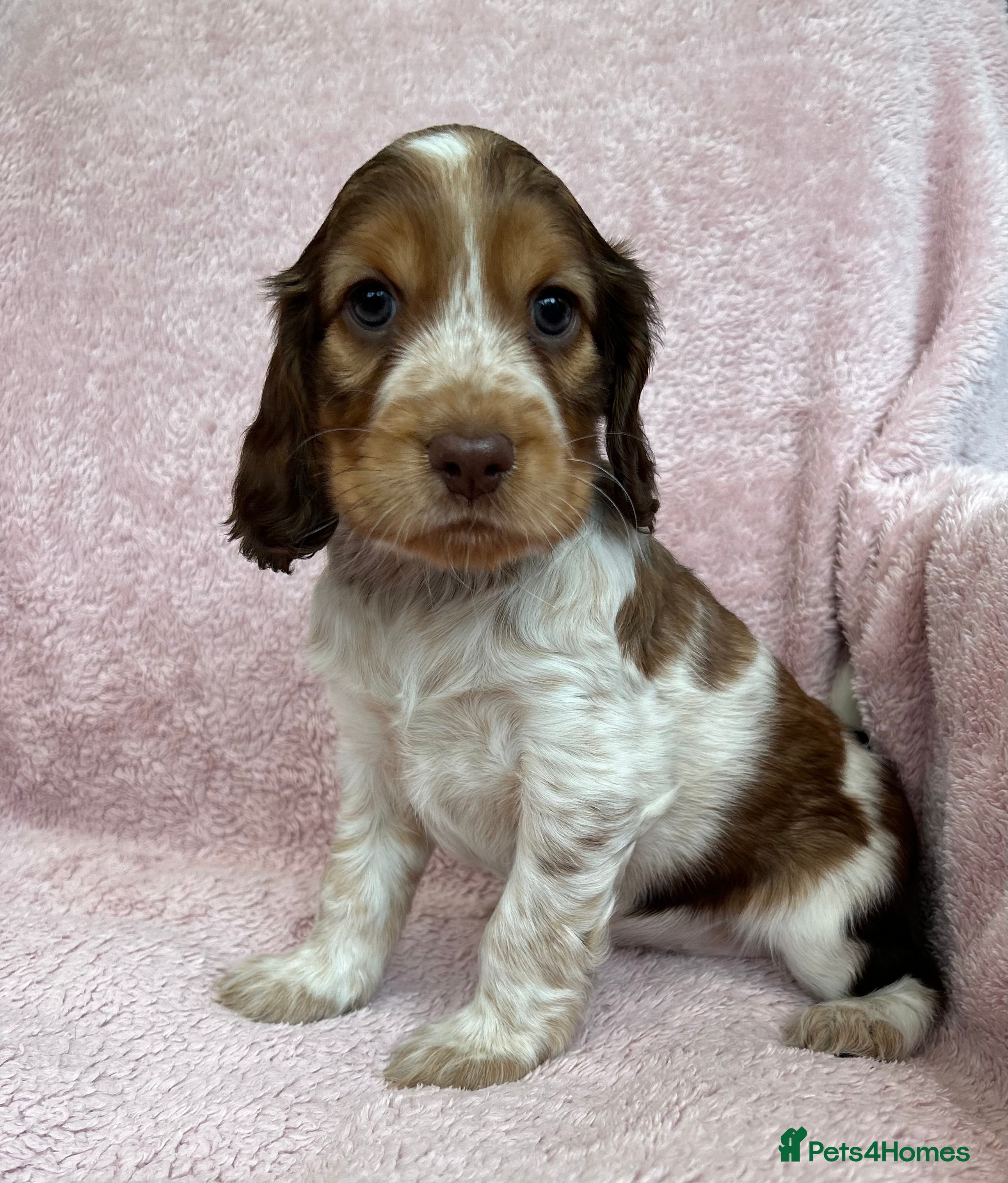 Cocker Spaniel dogs Exceptionally bred health tested KC Reg Cocker pup - Advert 12