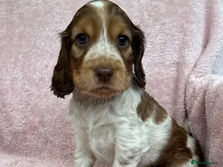 Cocker Spaniel dogs Exceptionally bred health tested KC Reg Cocker pup - Advert 12