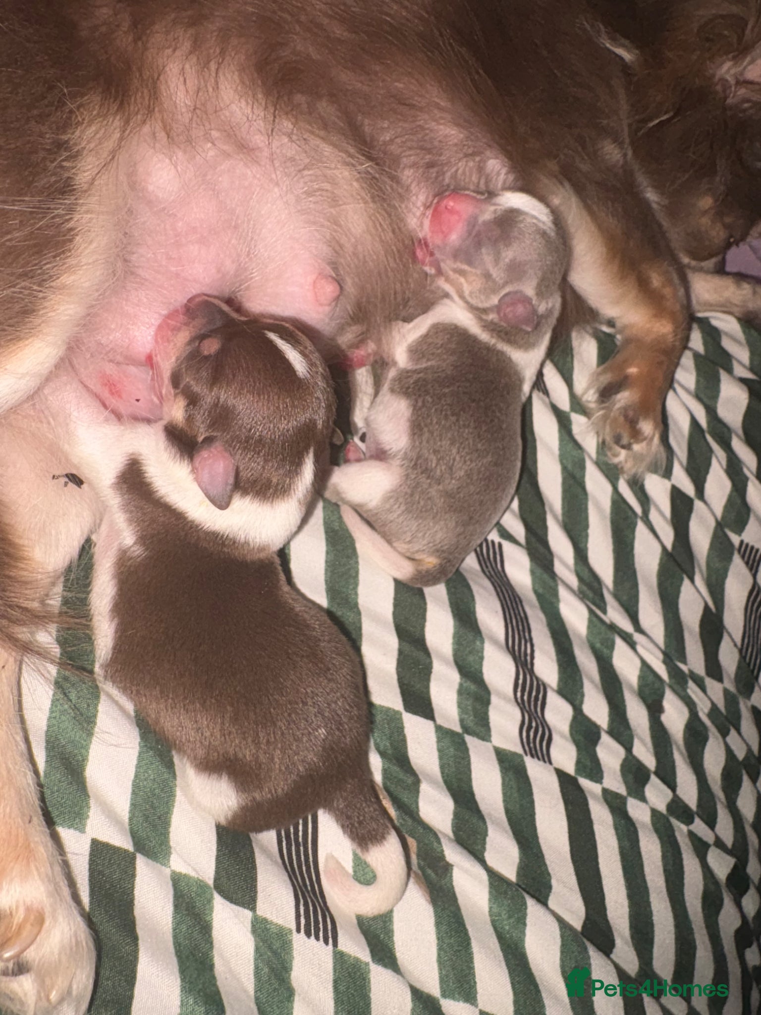 Chihuahua Puppy 2