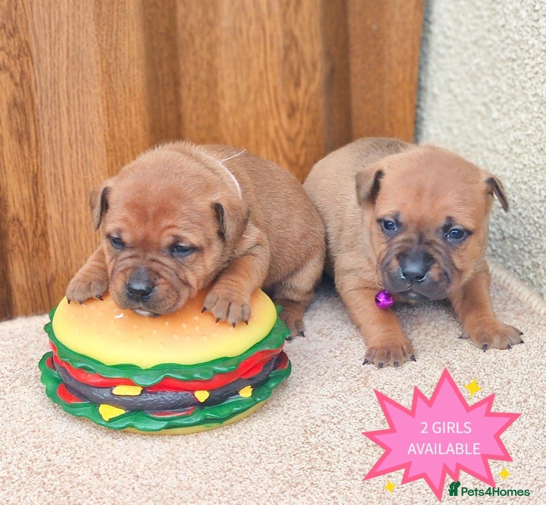 Staffordshire Bull Terrier dogs for stud: SCOOBY NOW AVAILABLE FOR STUD IN THE UK - Advert 8
