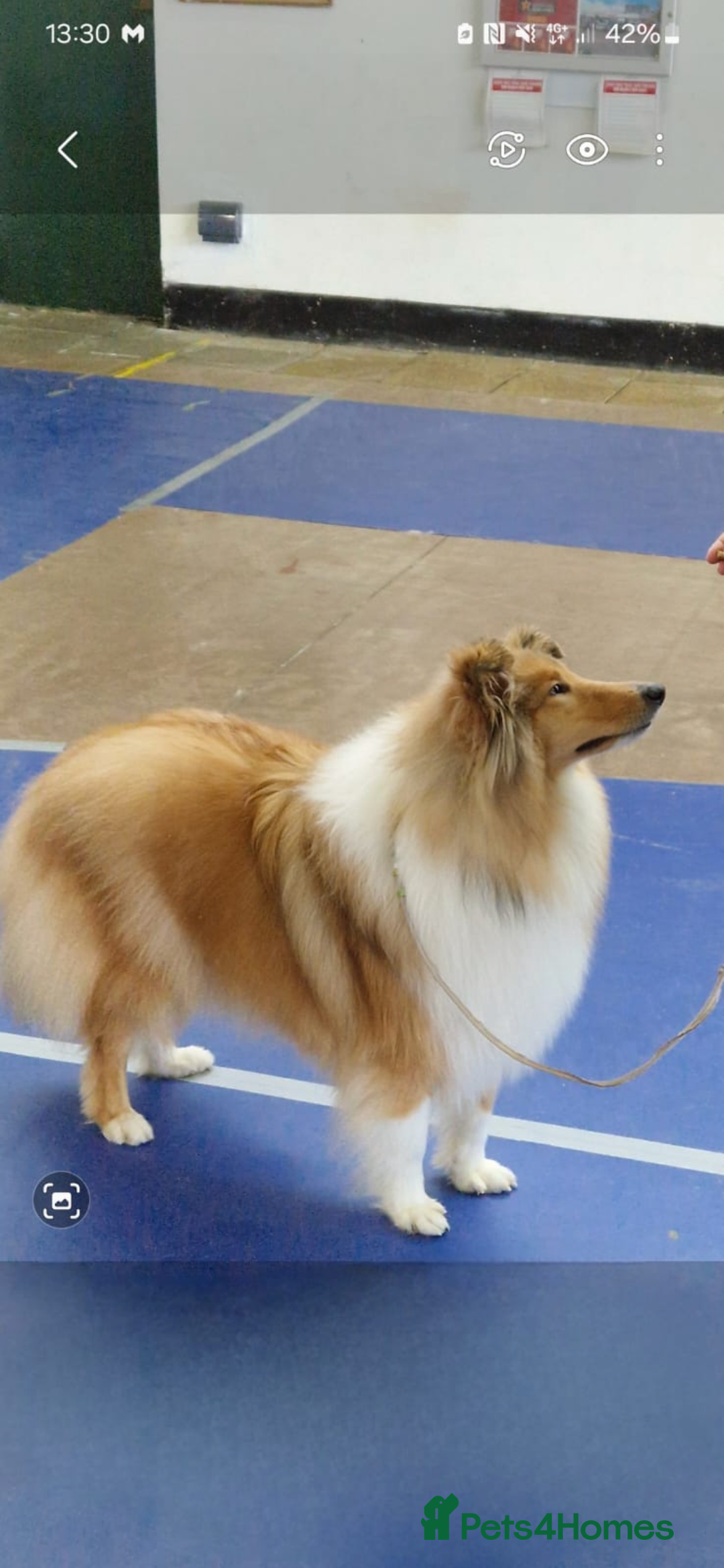 Rough Collie dogs for sale: Rough Collie Puppies  - Advert 7