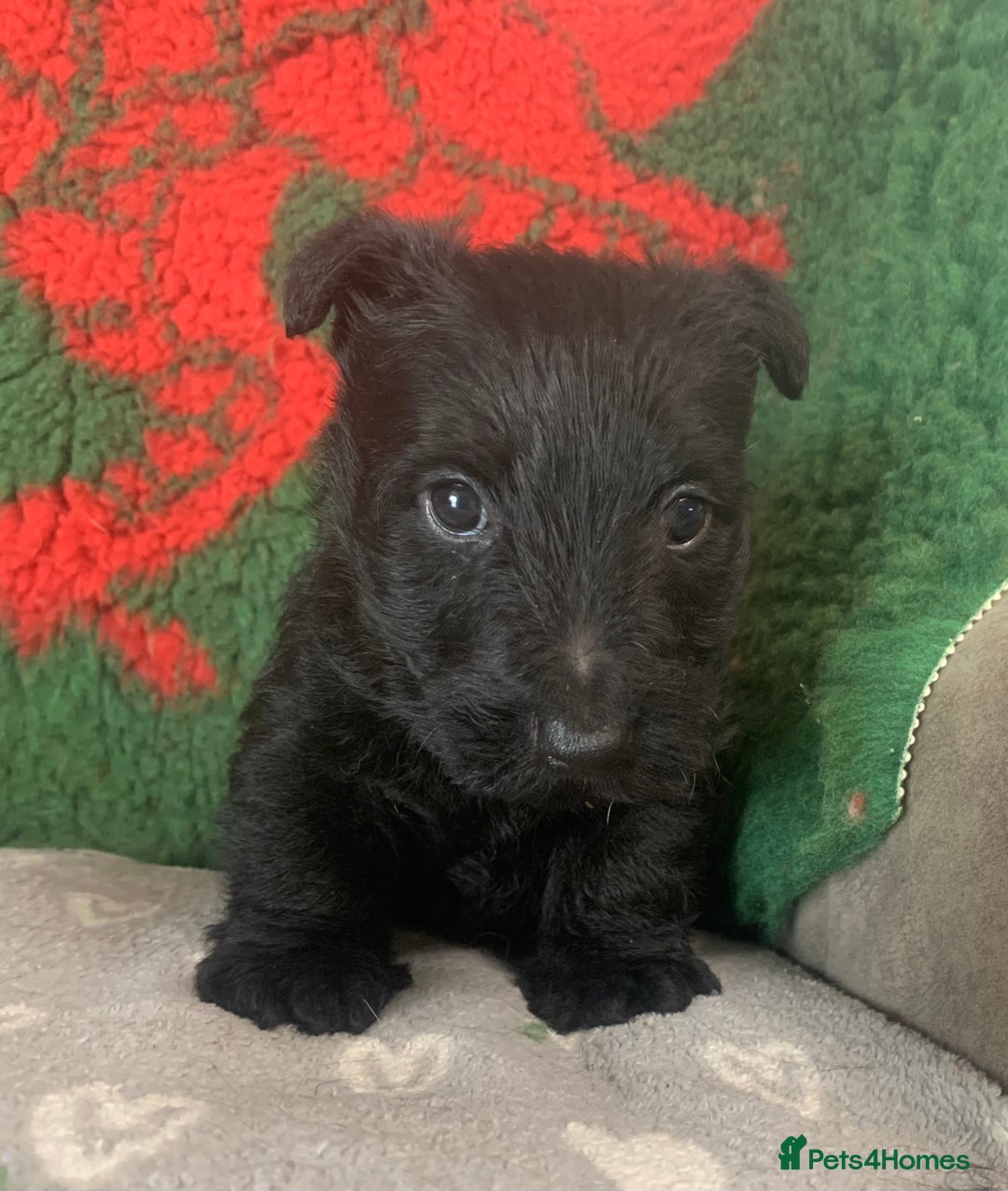 Scottish Terrier dogs for sale: Beautiful Scottish Terrier puppies  - Image 5