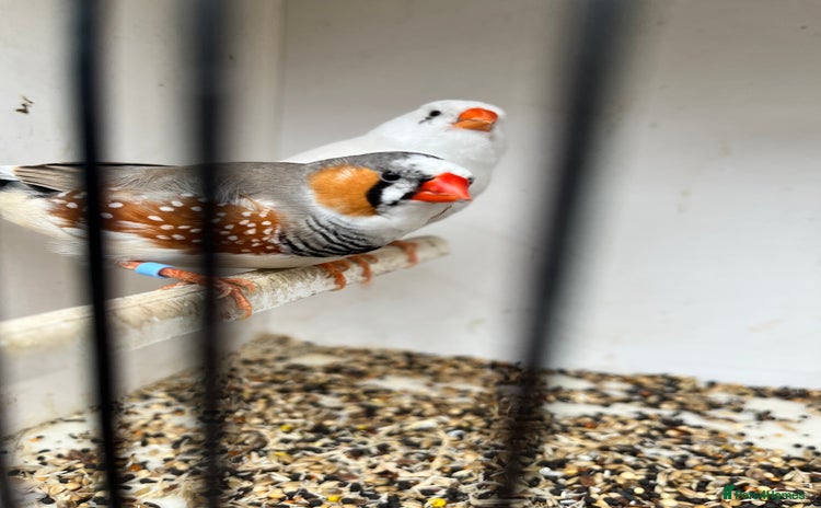 Finches birds - Advert 14