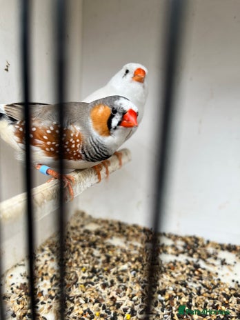 Finches birds - Advert 14