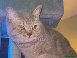 Scottish Fold cats Strikingly Gorgeous Scottish Straight Female - Advert 1