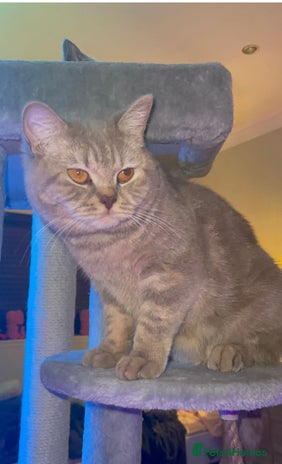 Scottish Fold cats Strikingly Gorgeous Scottish Straight Female - Advert 1