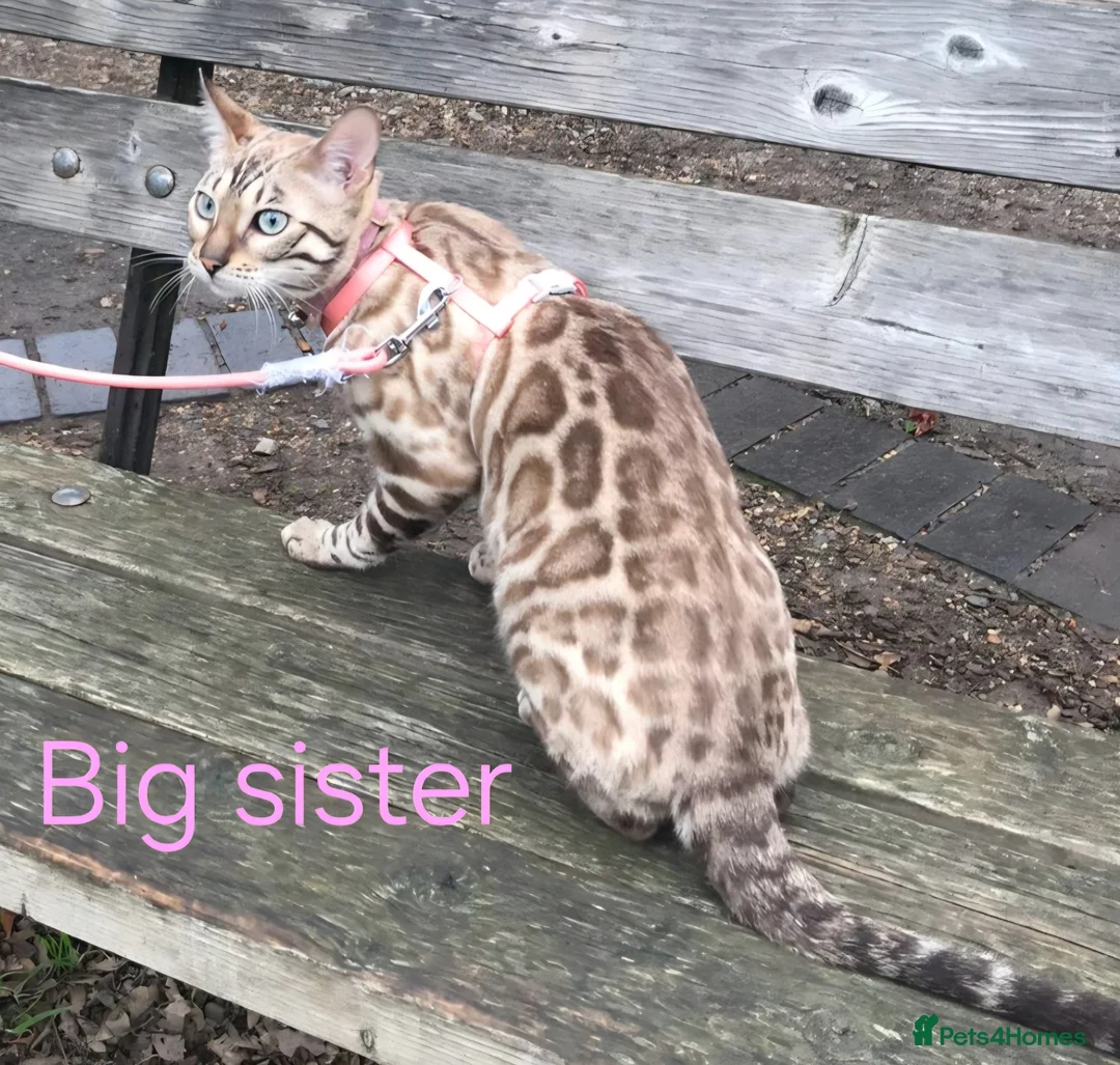 Bengal cats for sale: TICA Genetic Health Tested Snow Silver Kittens - Advert 17
