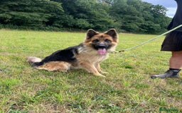 German Shepherd dogs for sale: German Shepherd kc reg straight backed - Image 5