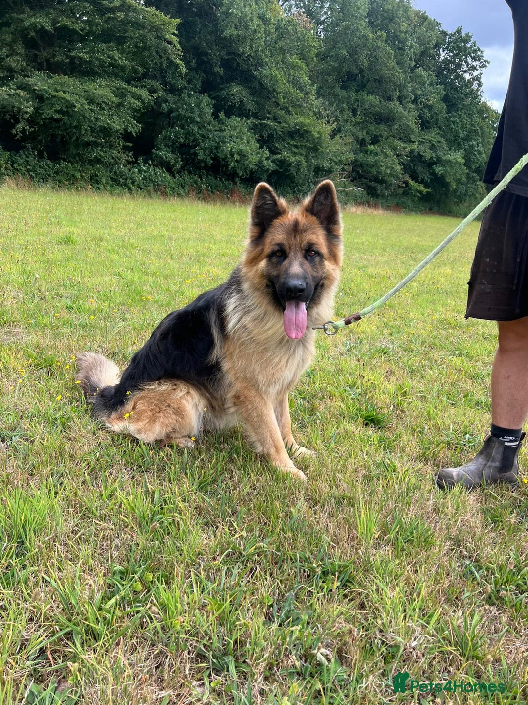 German Shepherd dogs for sale: German Shepherd kc reg straight backed - Image 5