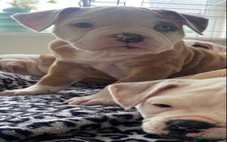 Alapaha Blue Blood Bulldog dogs for sale: Beautiful Alapaha blue bulldogs  - Image 14