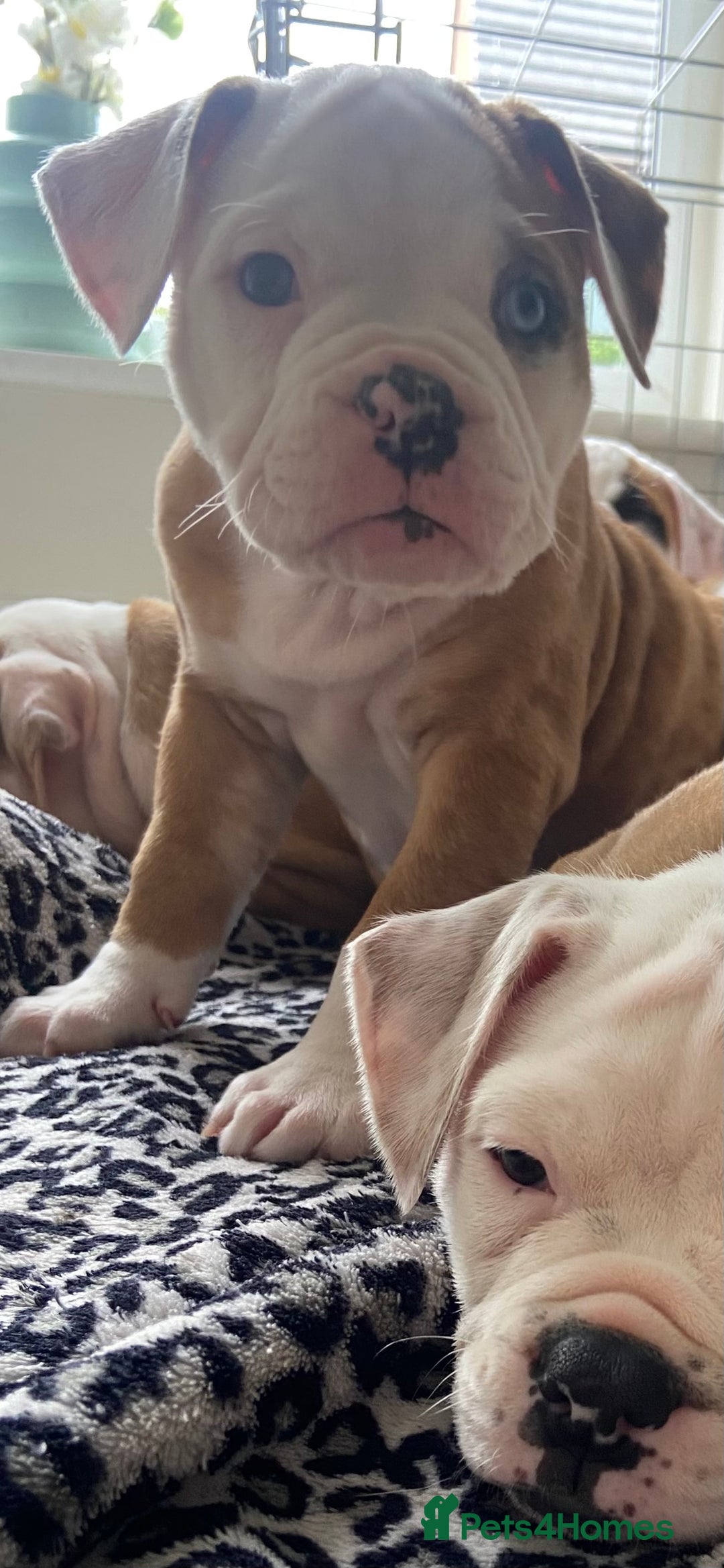 Alapaha Blue Blood Bulldog dogs for sale: Beautiful Alapaha blue bulldogs  - Image 14