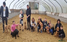 Labrador Retriever dogs for sale: Labrador 2 x boys left FTW Drakeshead Flycatcher   in Blackpool - Image 27