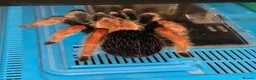 Tarantulas invertebrates for sale: Three Beautiful Female Tarantulas in Leicester - Advert 3
