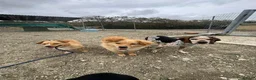 Mixed Breed dogs for adoption: Klara, could you be her special person ❤️ - Advert 24