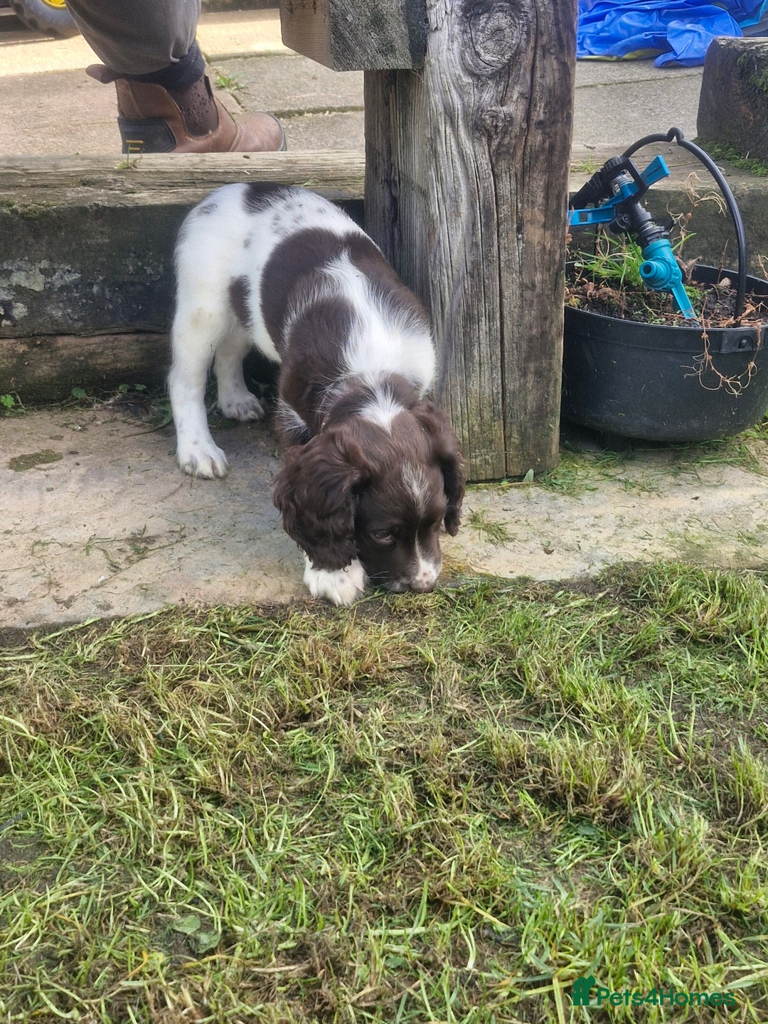 English Springer Spaniel dogs for sale: KC registered English Springer Spaniel - Image 28