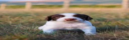 English Springer Spaniel dogs for sale: English springer spaniel  - Advert 10