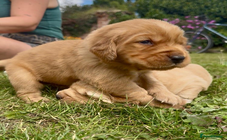 Golden Retriever dogs - Advert 5