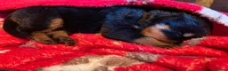Rottweiler dogs for sale: Rottie puppies for sale in Wolverhampton - Advert 2